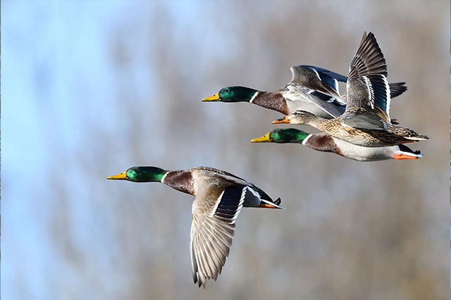 Parcours Nature